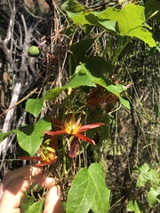 Passiflora cinnabarina