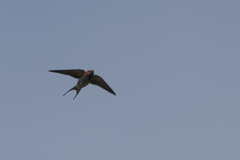 Cecropis abyssinica