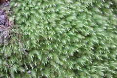 Pyrrhobryum spiniforme