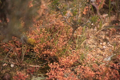 Crassula decumbens