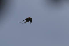 Cecropis abyssinica
