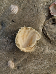 Arcinella cornuta
