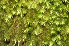 Pyrrhobryum spiniforme