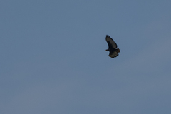 Buteo augur