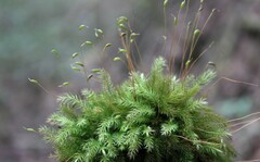 Pyrrhobryum spiniforme