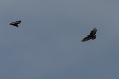 Buteo augur