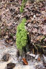 Pyrrhobryum spiniforme