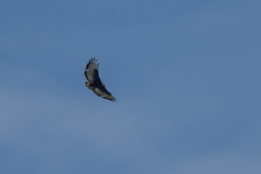 Buteo augur
