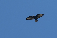 Buteo augur