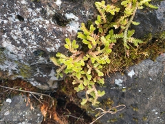 Selaginella douglasii