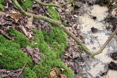 Pyrrhobryum spiniforme