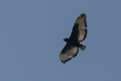Buteo augur