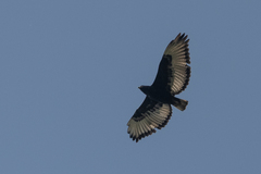 Buteo augur