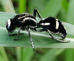 Traumatomutilla indica