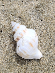 Austrofusus glans