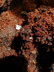 Platyarthrus hoffmannseggii