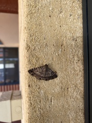 Diatenes aglossoides