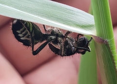 Traumatomutilla indica