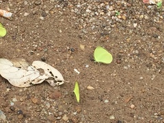 Gandaca harina distanti