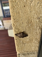 Diatenes aglossoides