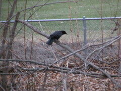 Corvus brachyrhynchos