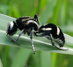 Traumatomutilla indica