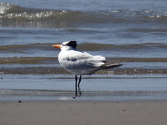 Thalasseus maximus