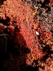 Platyarthrus hoffmannseggii