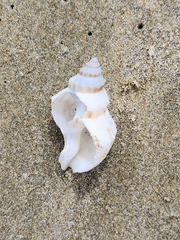 Austrofusus glans