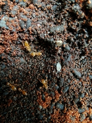 Platyarthrus hoffmannseggii