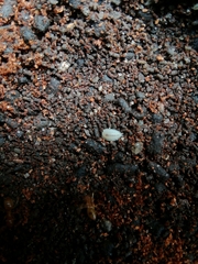 Platyarthrus hoffmannseggii