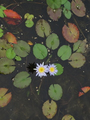 Nymphaea nouchali