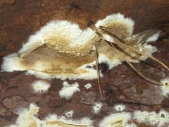 Serpula himantioides