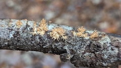 Echinoporia aculeifera