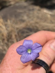 Linum marginale
