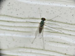 Dactylomyia lateralis