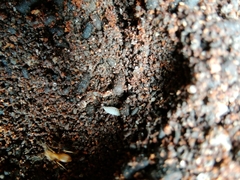 Platyarthrus hoffmannseggii