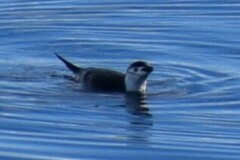 Pygoscelis antarcticus