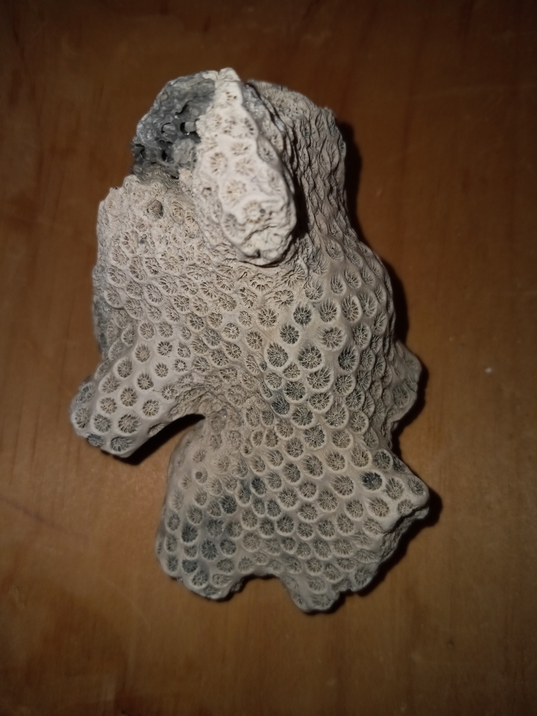 compact ivory bush coral
