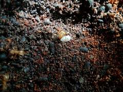 Platyarthrus hoffmannseggii