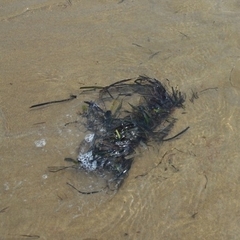 Zostera
