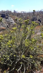 Banksia ericifolia
