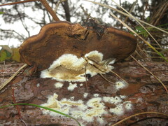 Serpula himantioides