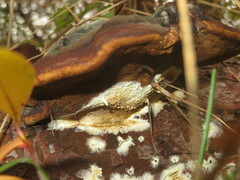 Serpula himantioides