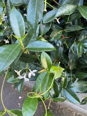Trachelospermum jasminoides
