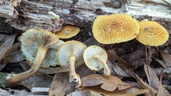 Gymnopilus fulvosquamulosus