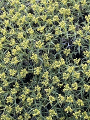 Azorella prolifera