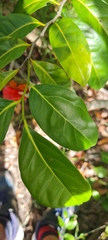 Diospyros fasciculosa