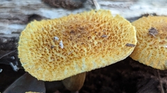 Gymnopilus fulvosquamulosus