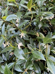 Trachelospermum jasminoides